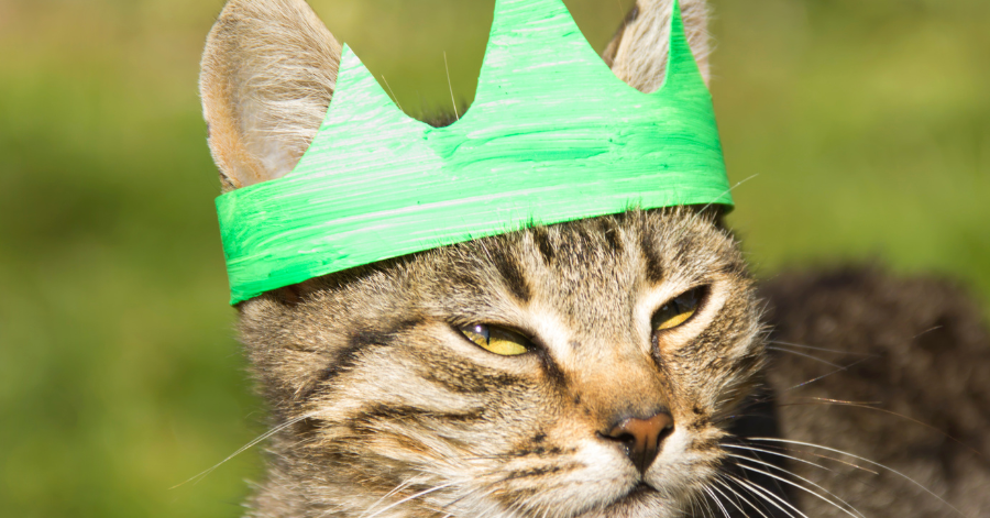 gato con corona